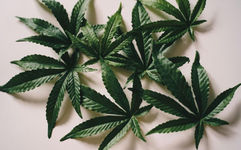 Search Never Sleeps, But Cannabis Brands Shouldn't Burn Out