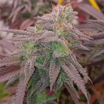 Cannabis SEO Agency in Toronto